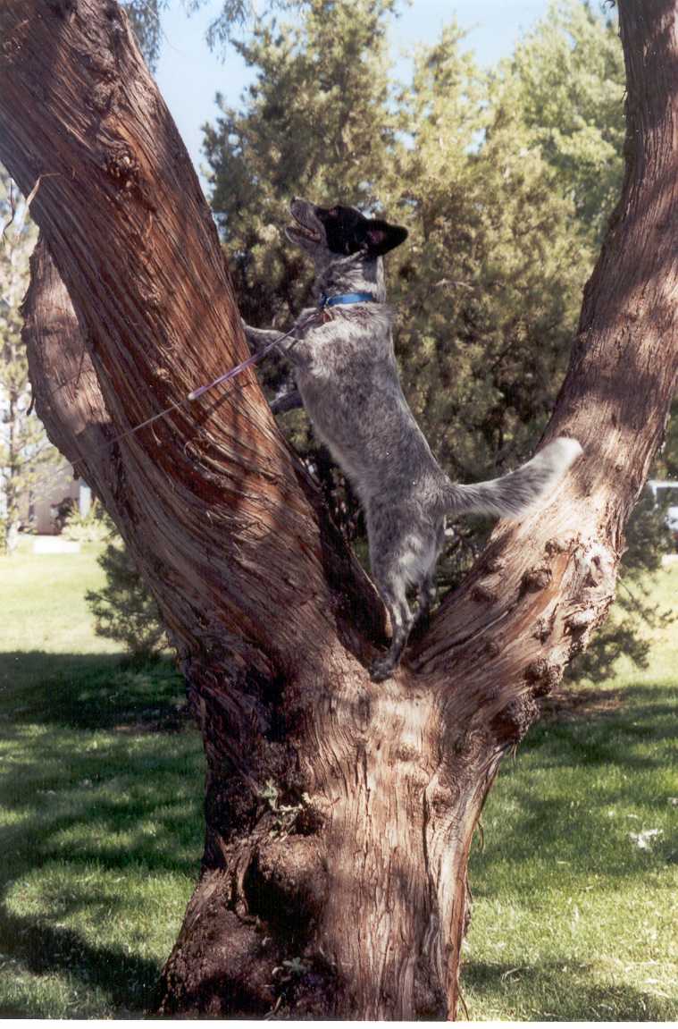averytree1.jpg
