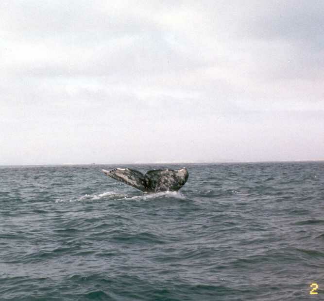 baja31.jpg