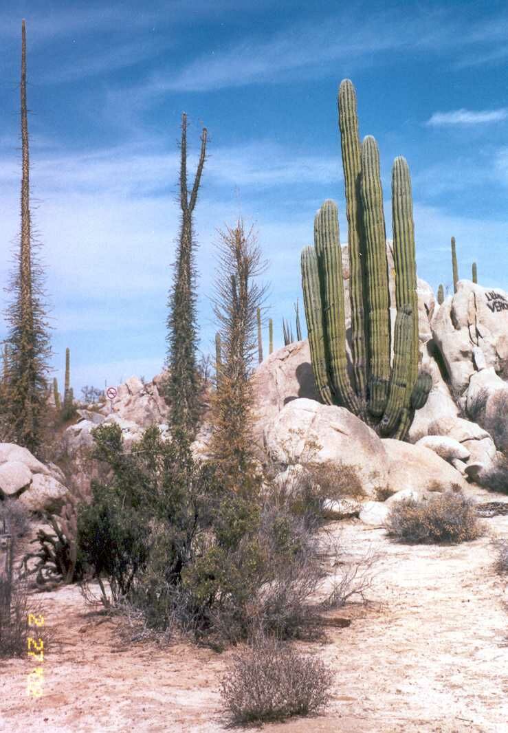 baja34.jpg