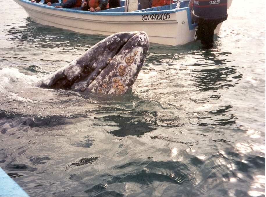 baja7.jpg