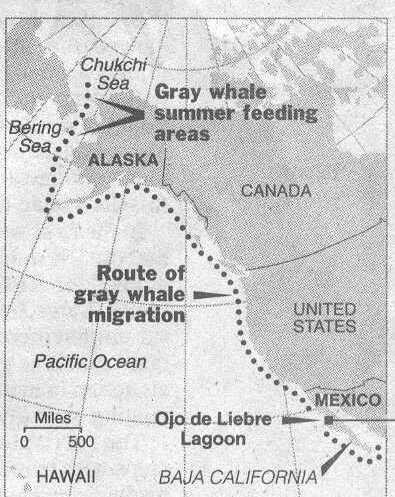 whalemigration.jpg